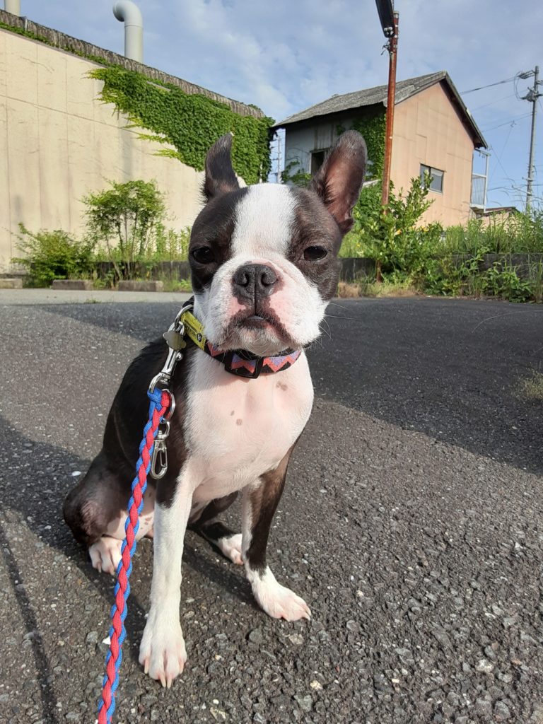 しつけ編 ボストンテリア Gentledog ジェントルドッグ